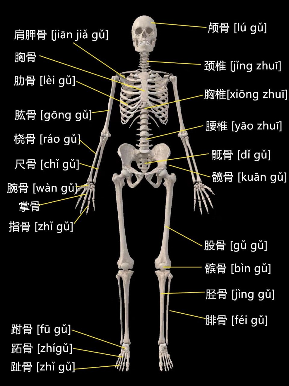 【骨骼入门】1-全身骨骼概览 人体共有骨骼206块,分为颅骨,躯干骨和