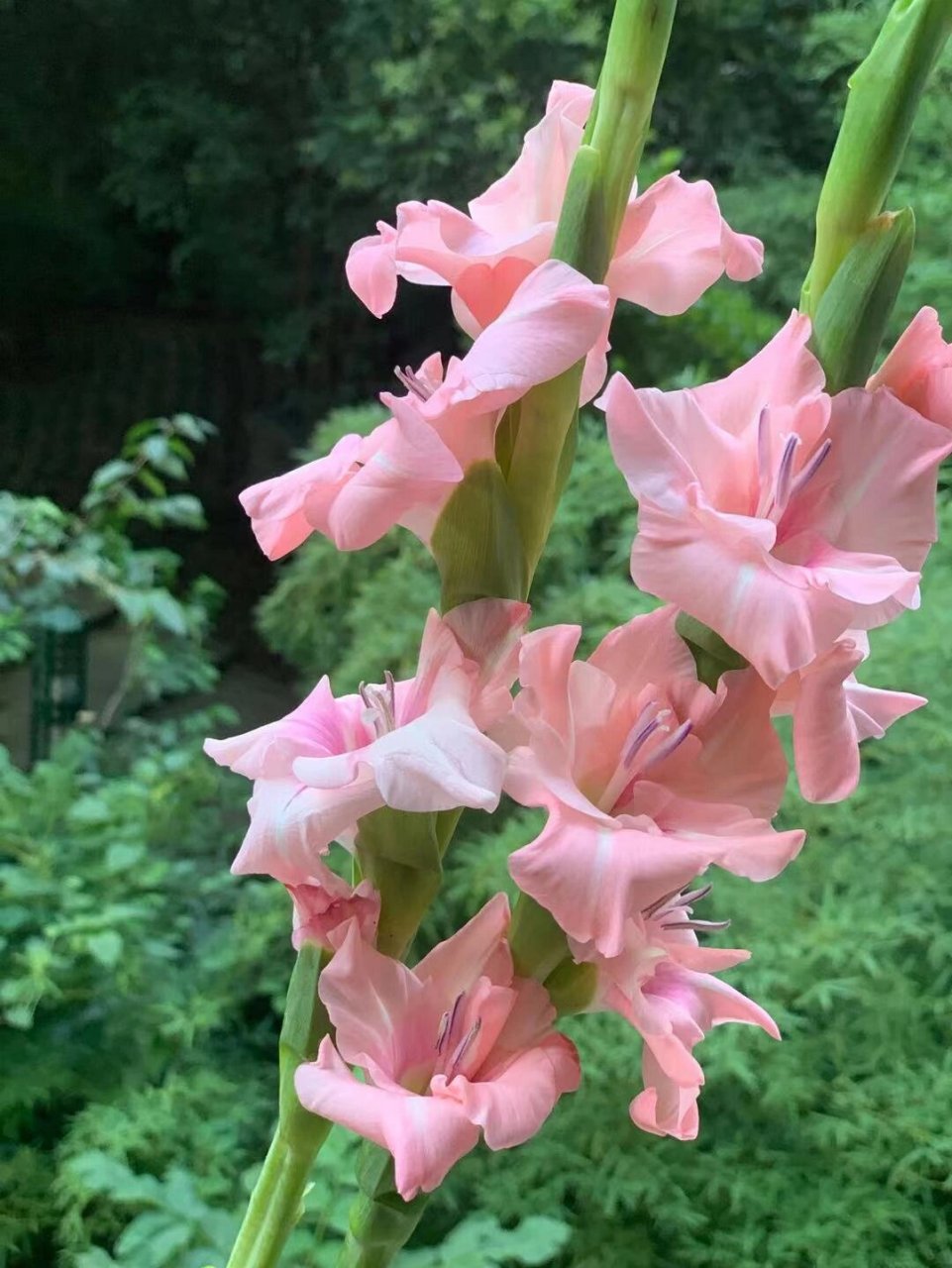 每周识花|一次认识9种高颜值国产剑兰品种 安利剑兰来啦 剑兰寓意步步