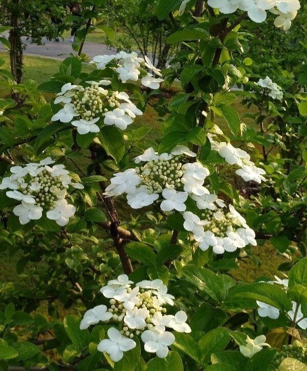 扬州市花琼花照片图片