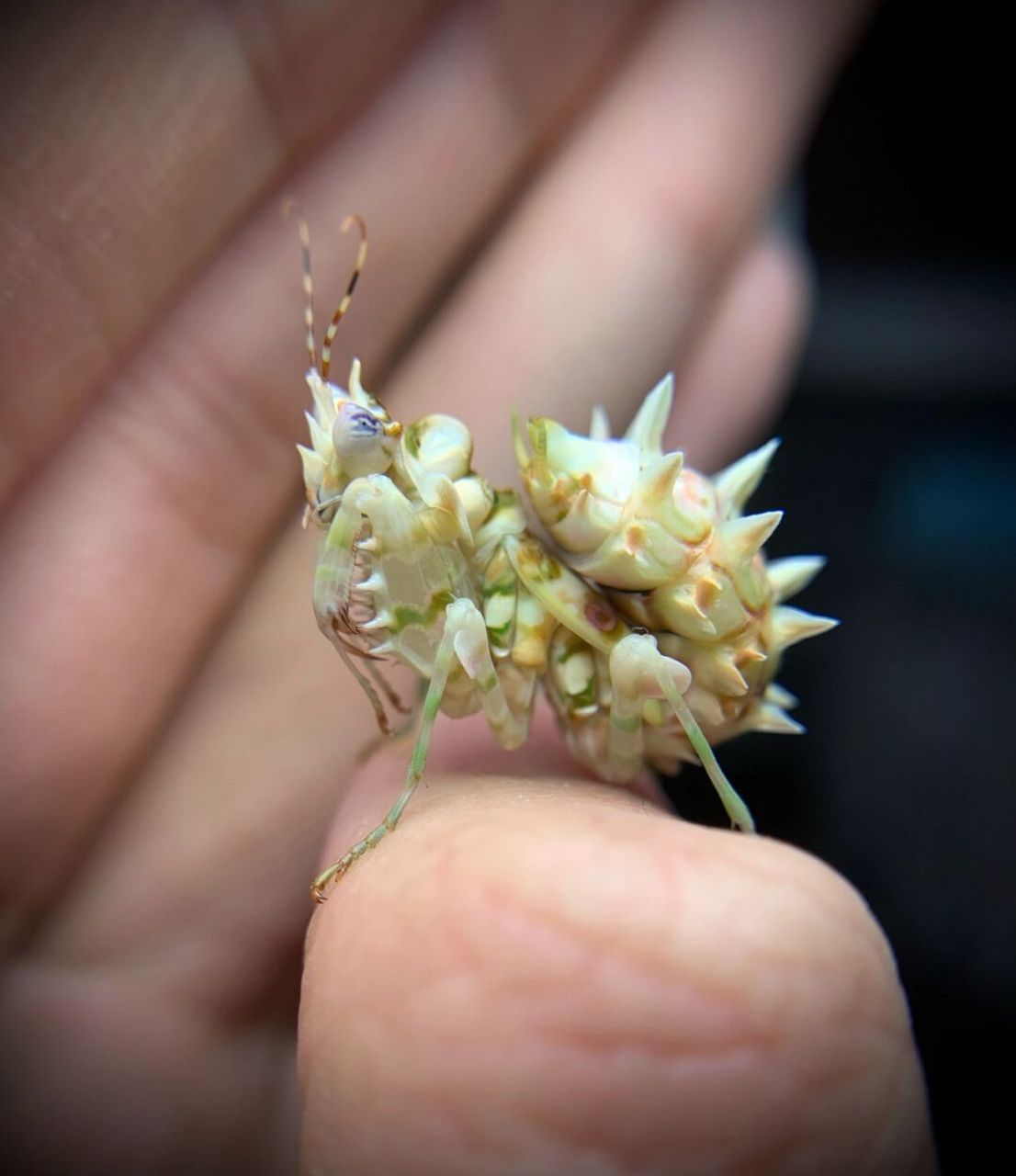 小花球 末龄的大刺花螳螂,快羽化了[偷笑]#螳螂# #刺花螳螂