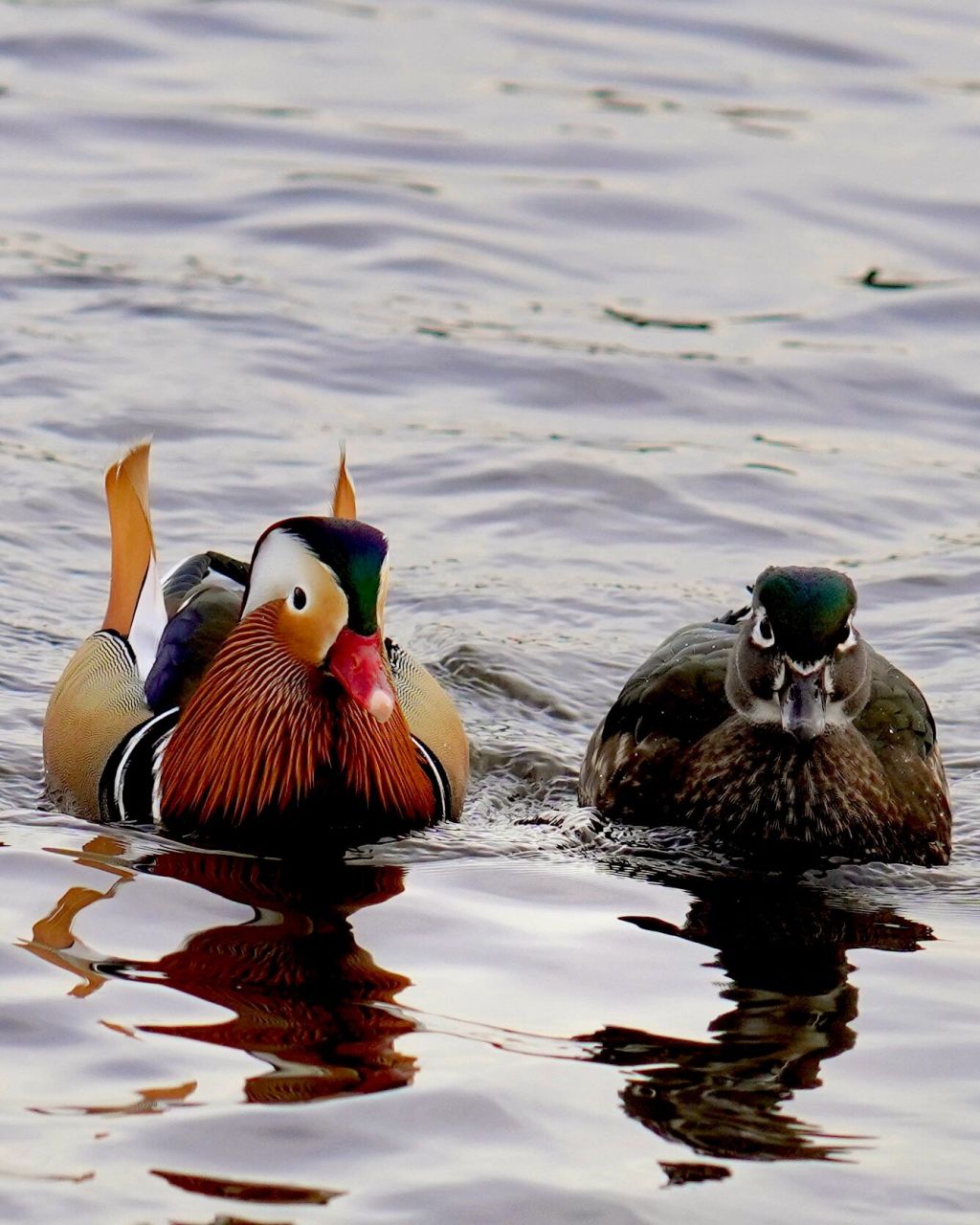 鸳鸯双栖蝶双飞,温哥华的鸳鸯戏水 mandarin duck(鸳鸯),两情相悦的