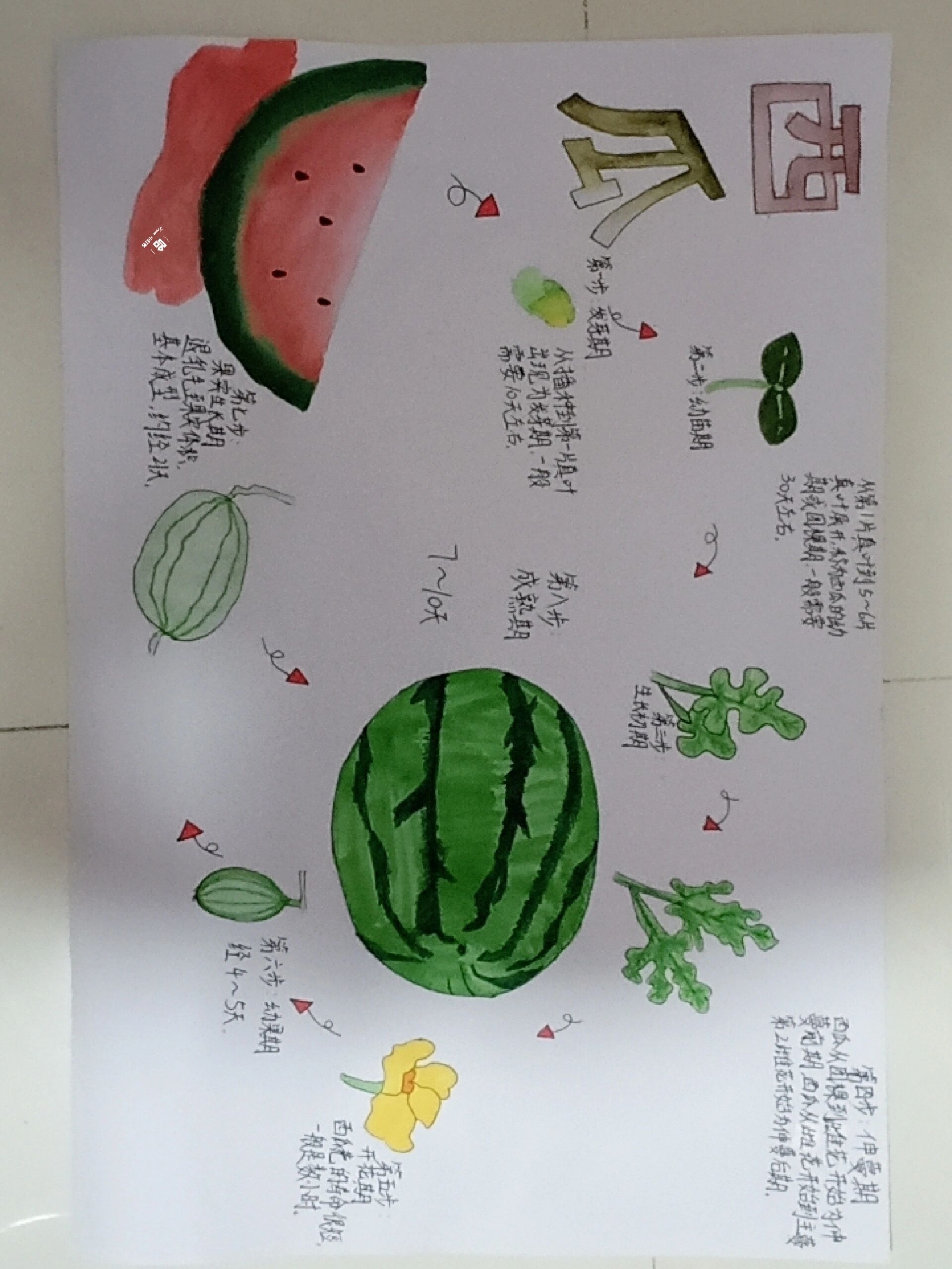 临摹 自然笔记 :西瓜91 原创:jal.