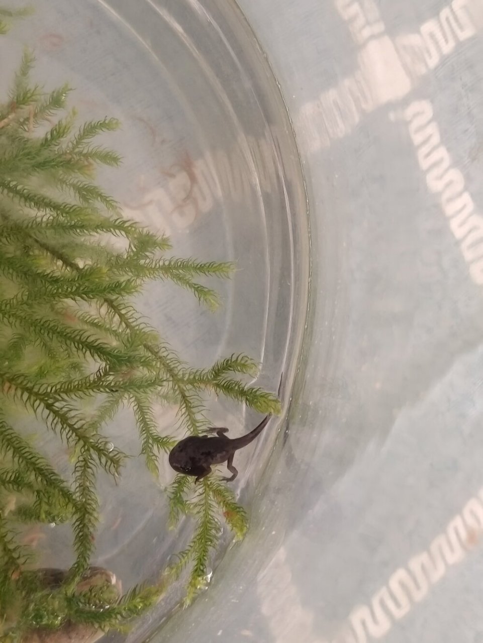 小蝌蚪变形记-四条腿的小蝌蚪 孩子从河边捞回来的小蝌蚪,因为家里有