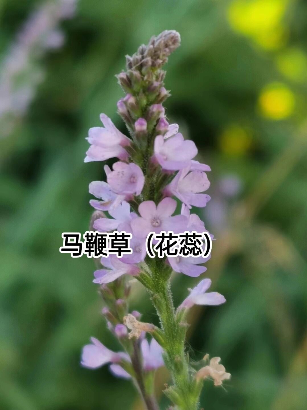 科普中91药【马鞭草