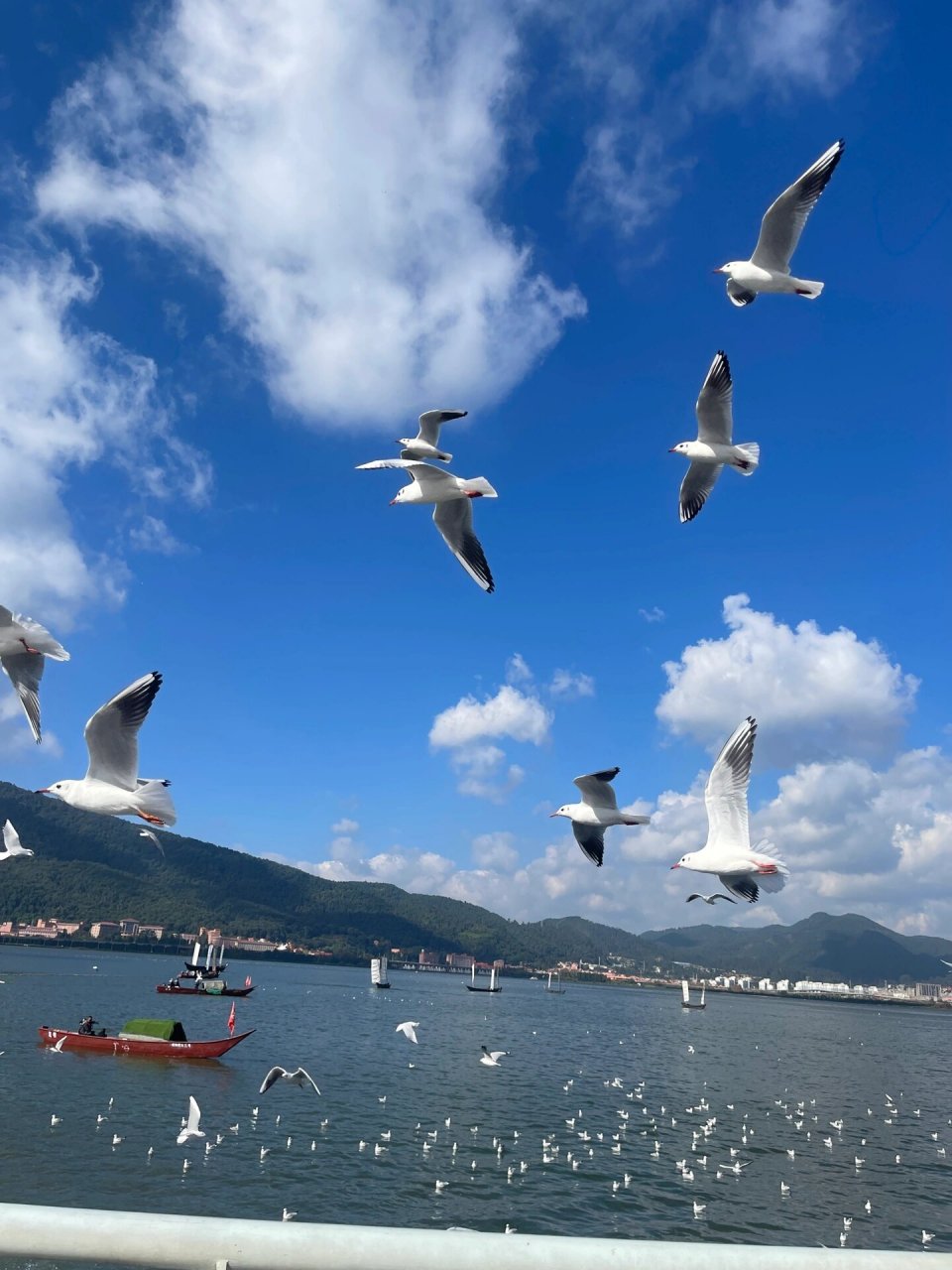 昆明day3/滇池/西山索道/海洪湿地公园 今日路线:海埂大坝—海埂公园