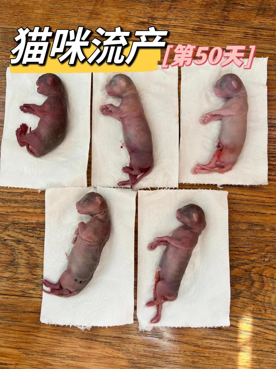 猫咪早产和流产的原因及预防措施99 猫咪早产和流产的原因及预防