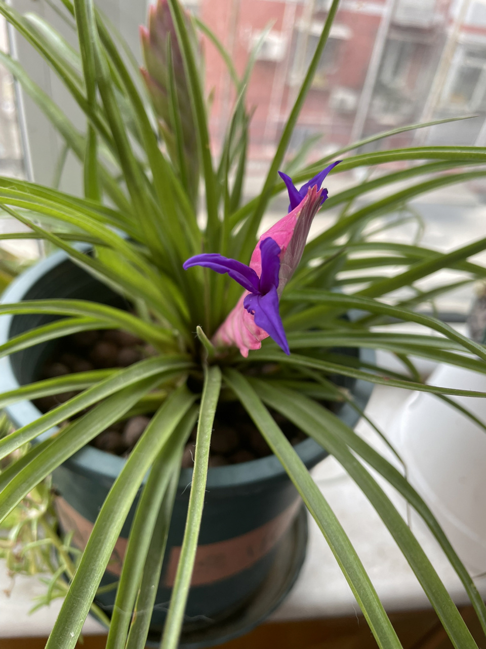 紫花凤梨98 铁兰,又名紫花凤梨. 花语:完美无缺,顽强.