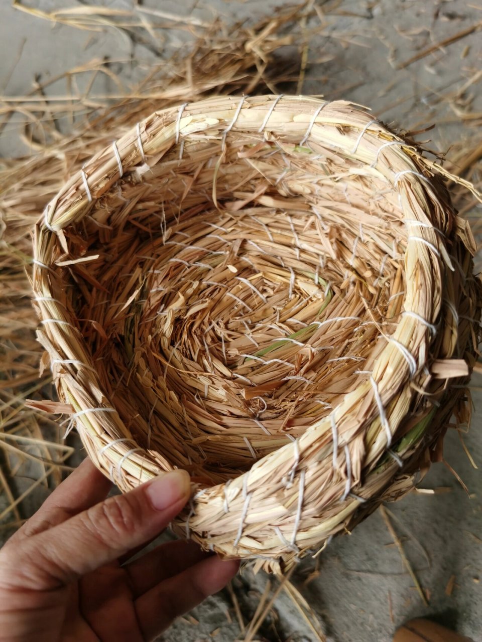 稻草编织鸟窝