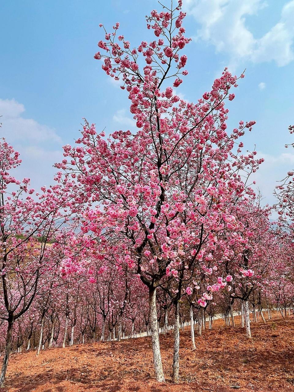 昆明宜良樱花谷图片图片