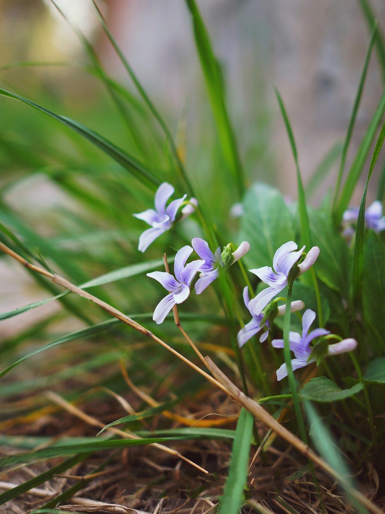 认识植物 | 早开堇菜 viola prionantha