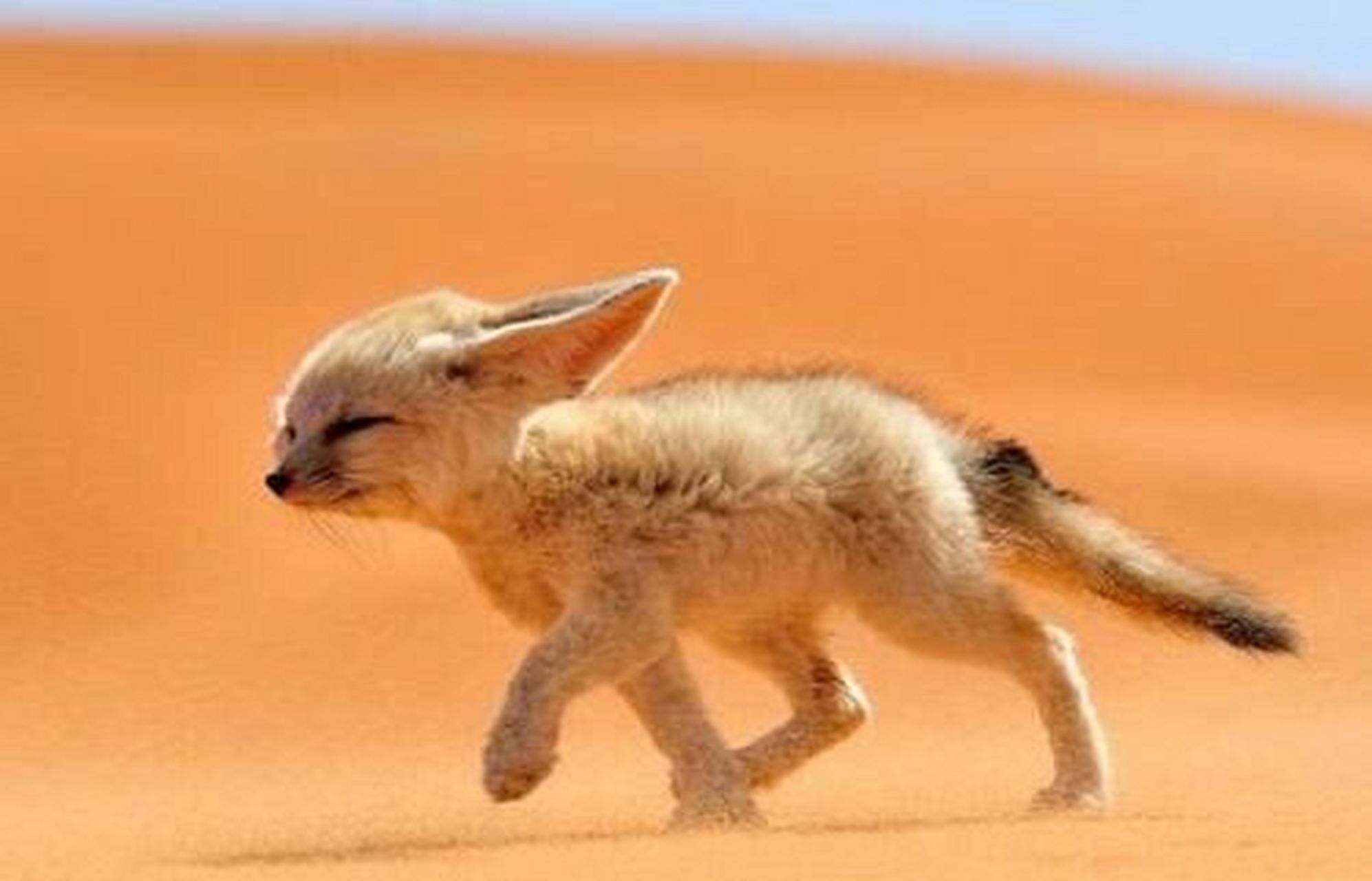 地球上可爱的动物之一"耳廊狐" 它被称为沙漠狐狸或耳廓狐.