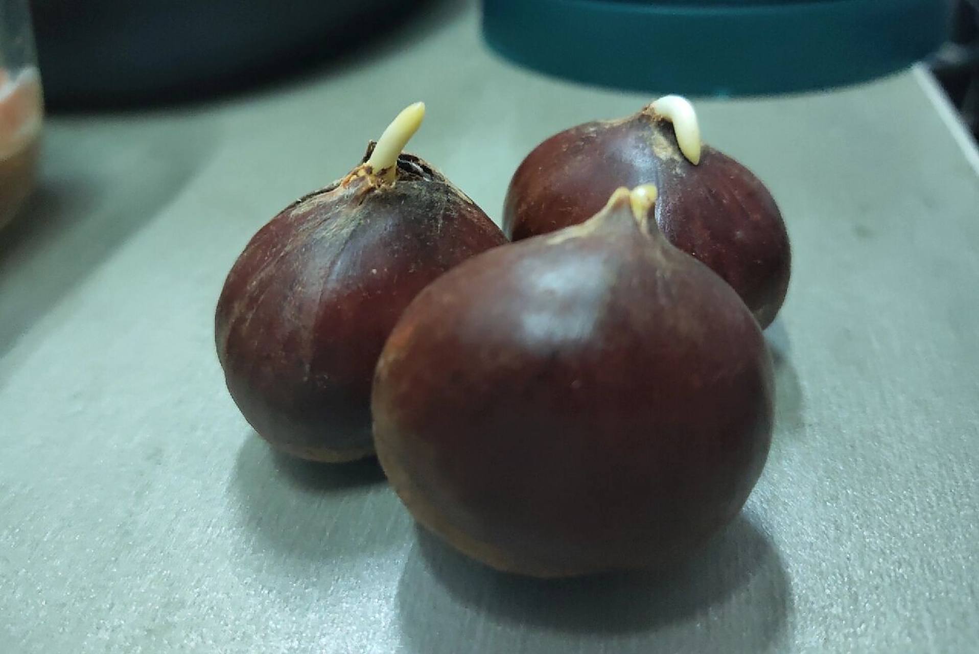 发芽的板栗96这还能吃吗   还是第一次看见发芽的板栗应该是不能吃