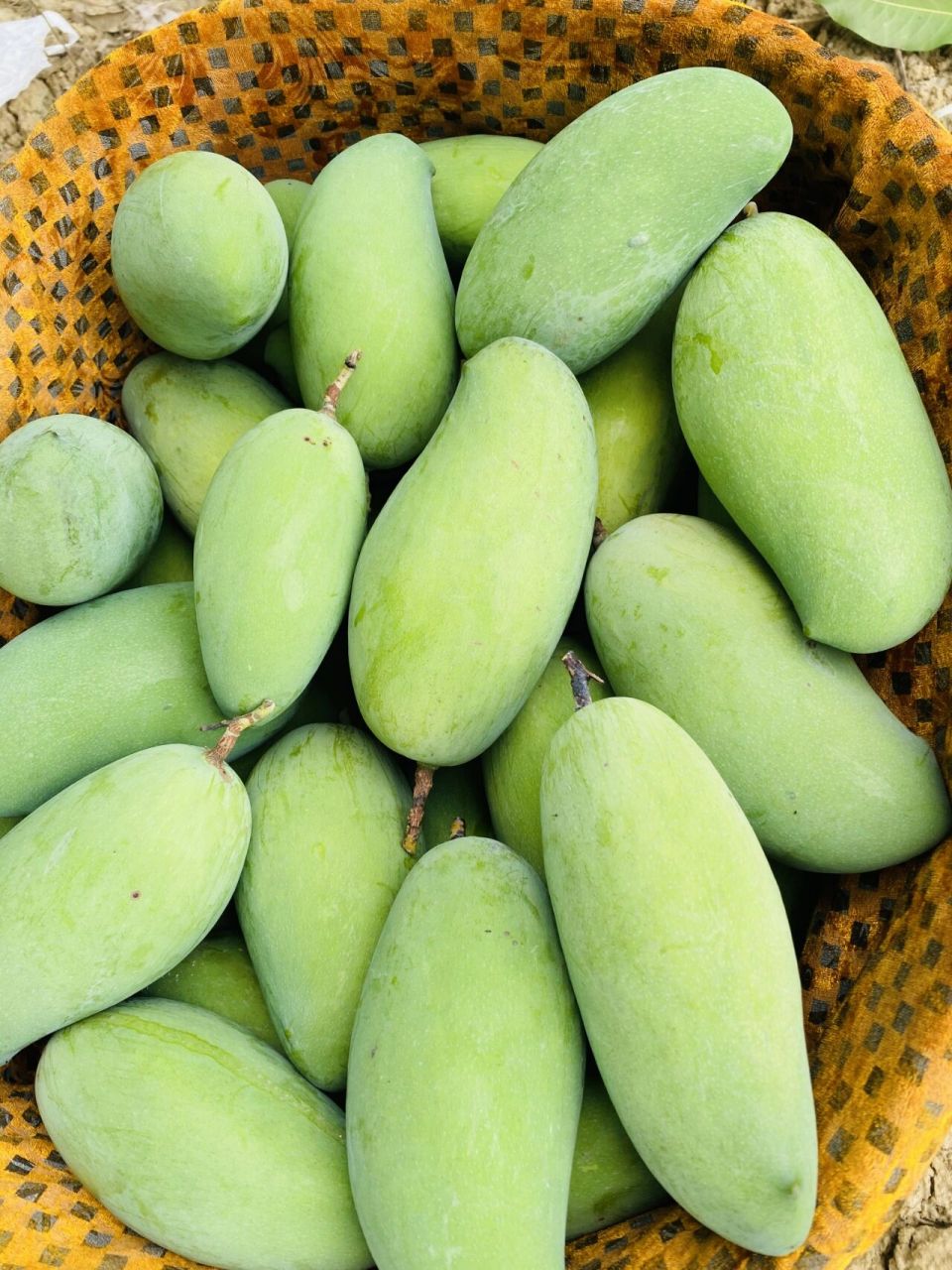 攀研二号芒果有宝子们知道吗? 攀枝花又又又上市了攀研二号!