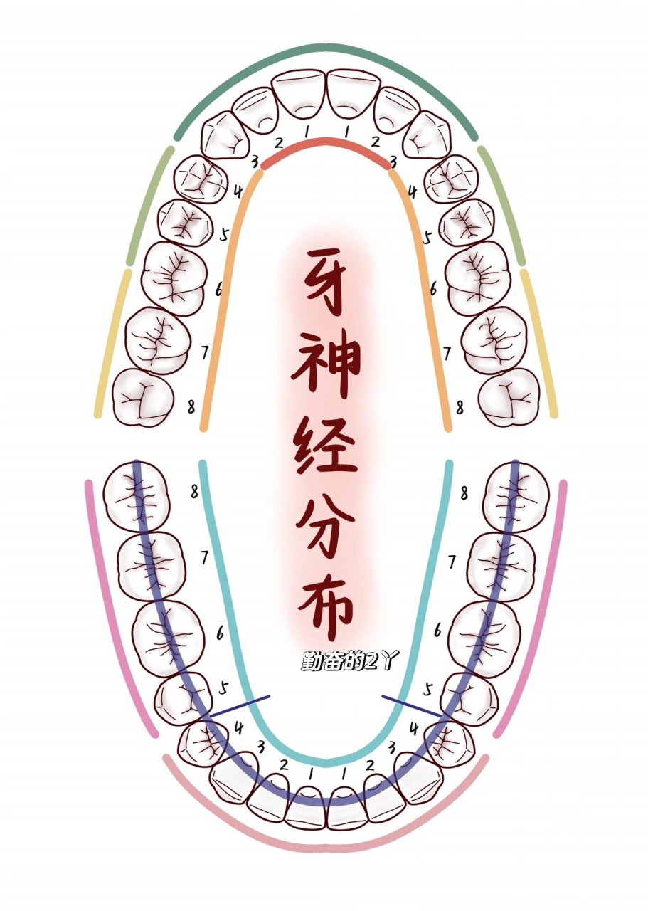 牙神经图片 分布图图片