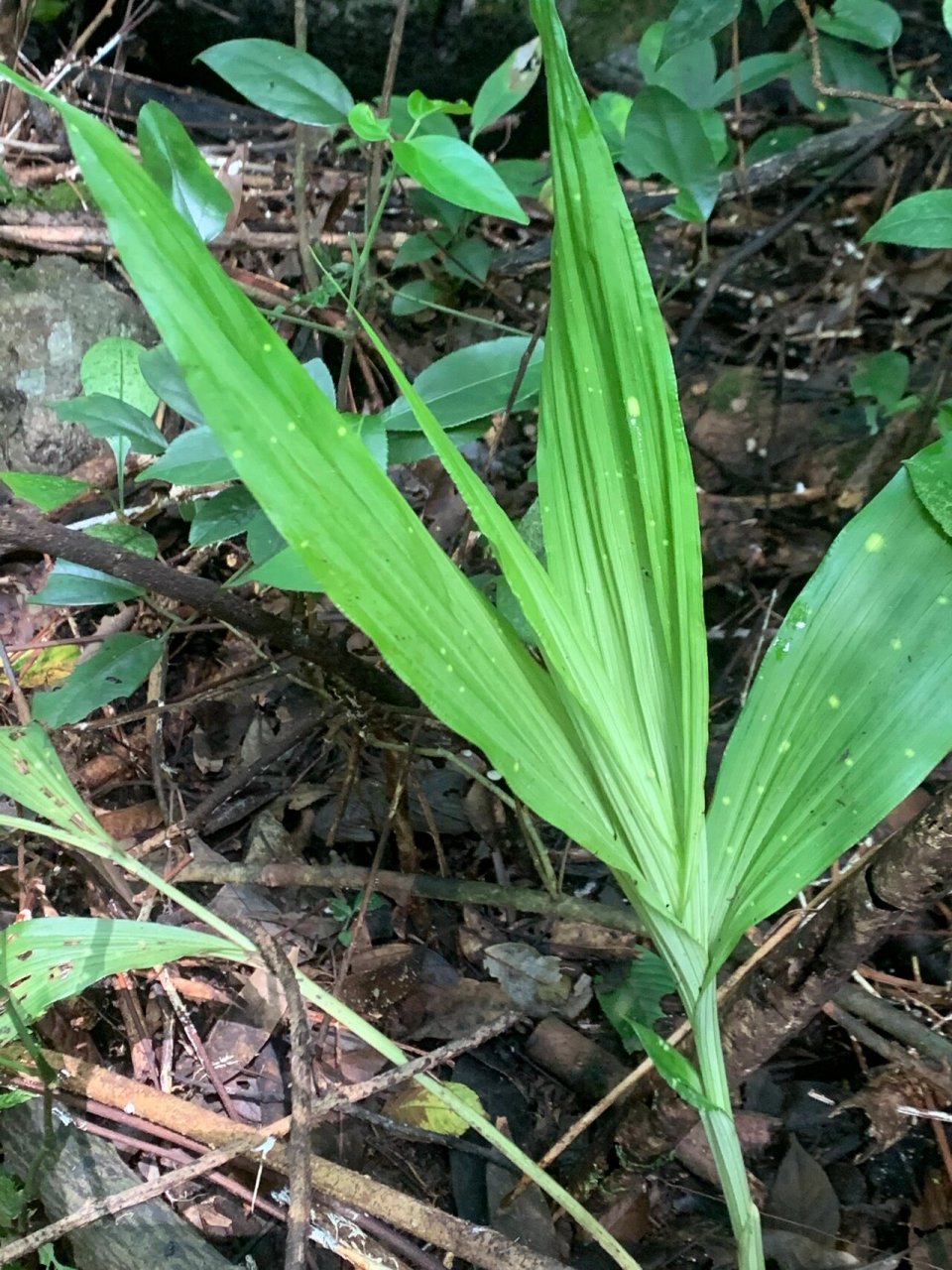 野生黄花鹤顶兰 2021年夏天在贵州茂兰保护区里徒步遇到的黄花鹤顶兰