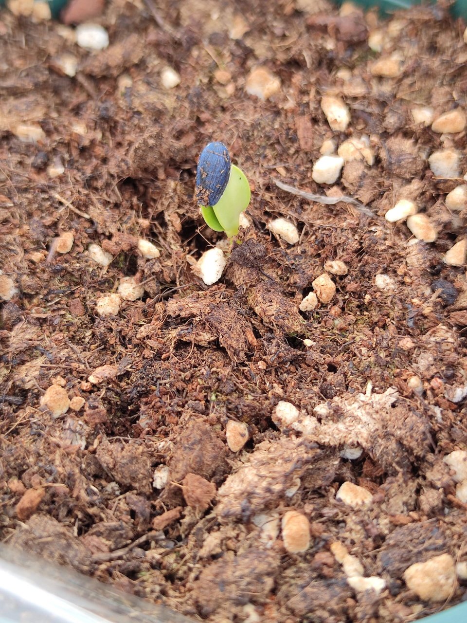 向日葵种植时间和方法图片