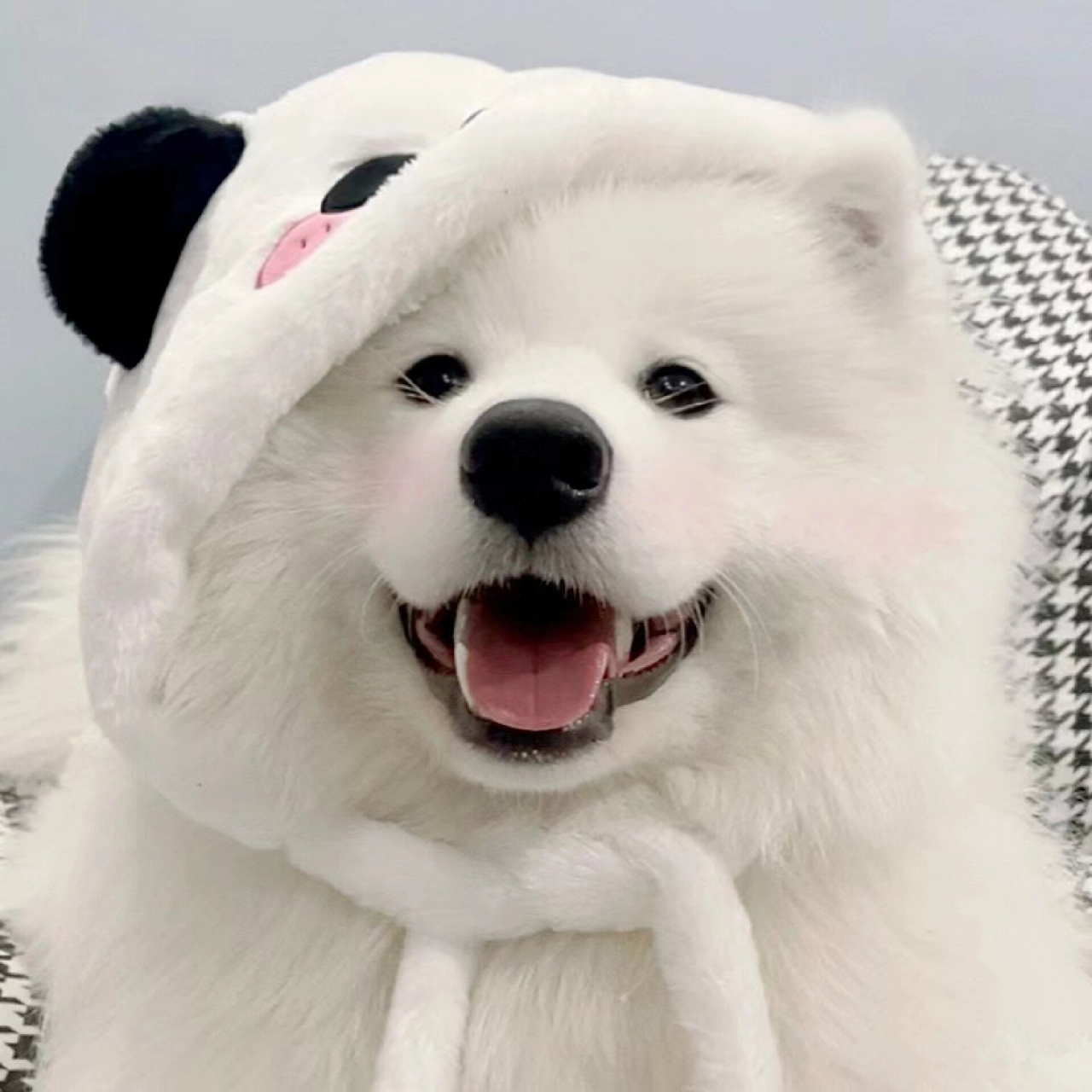 小狗头像之可爱萨摩耶