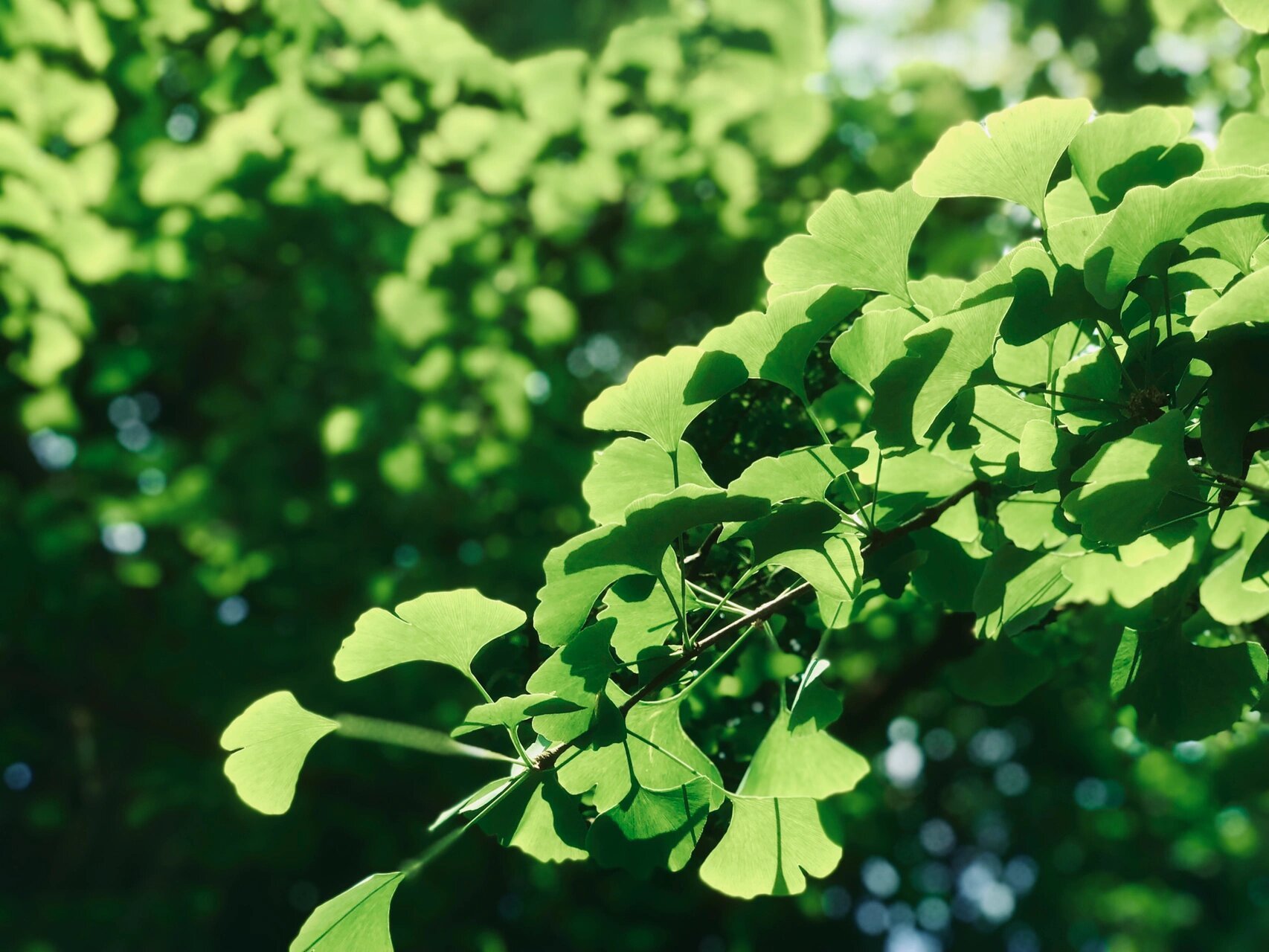 初夏的银杏叶 #葉子# #银杏# #植物园# #公园拍照# #夏天# #春天