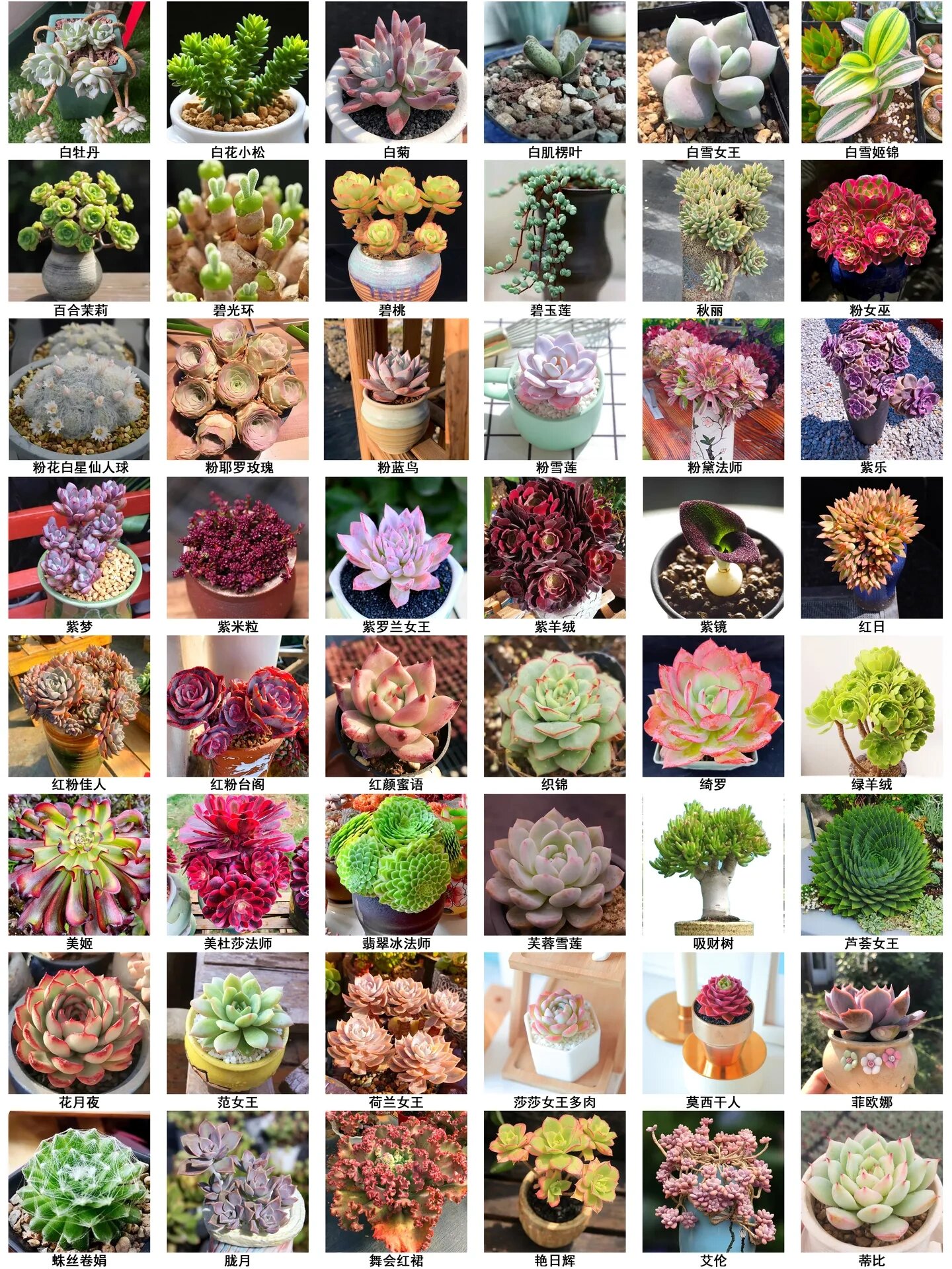 芳姐带你认识常见的240种多肉,你家有几棵