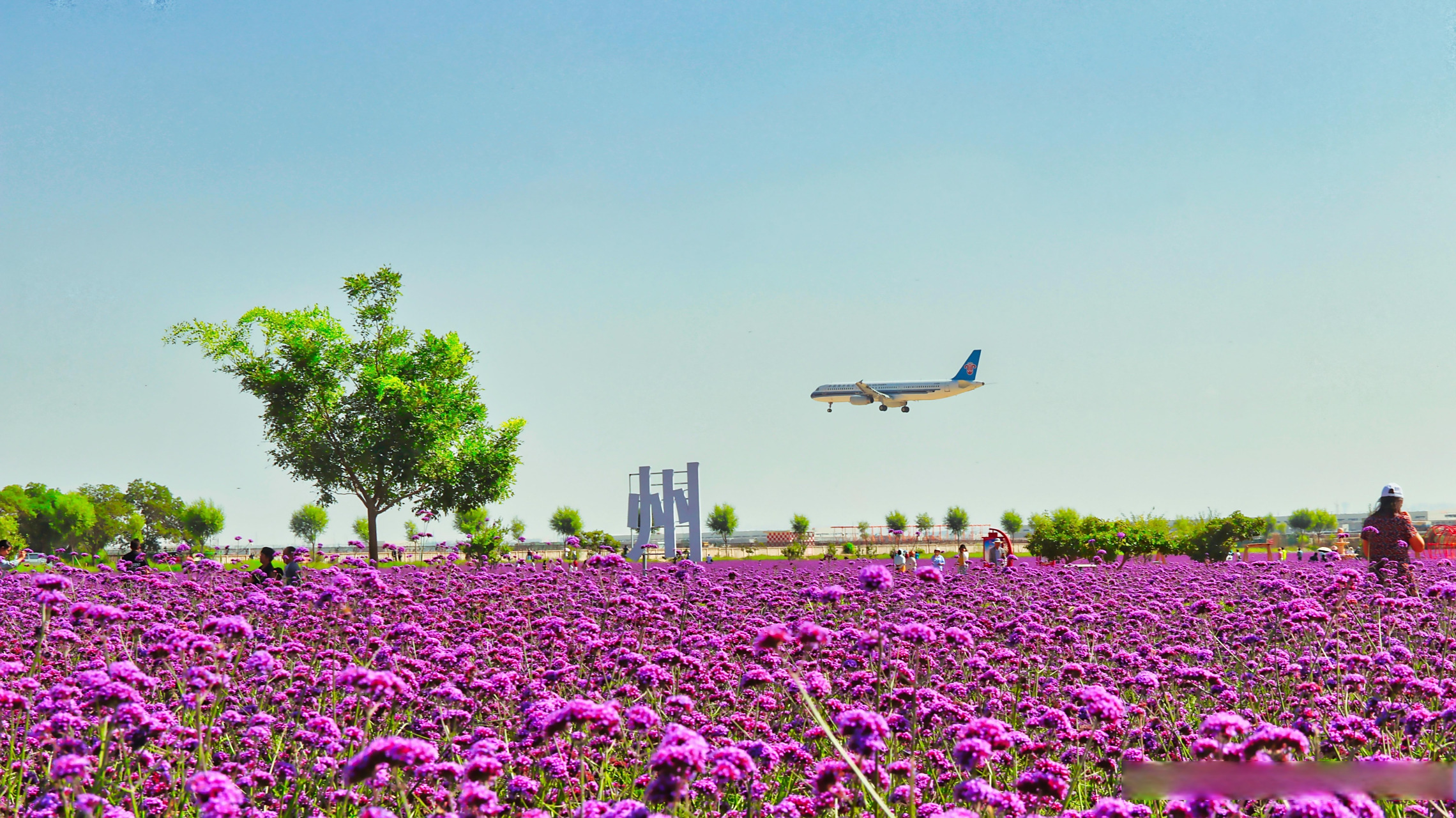兰州新区临港花海持续"涨粉"】连日来,临港花海游客呈现"井喷"式增长