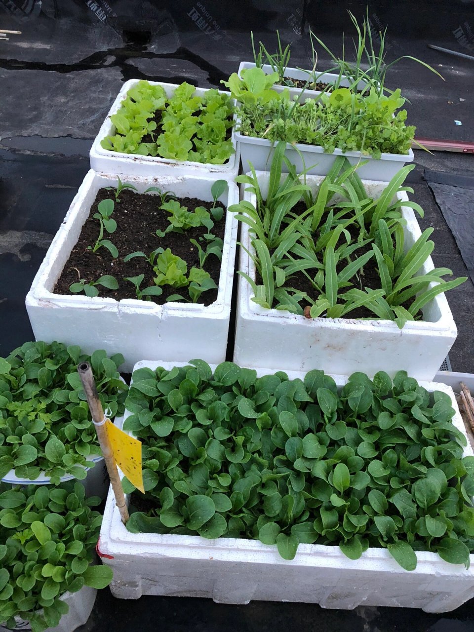 花菜不知道是肥害还是病害了,叶片边缘发黄   	 第一次种花菜也不知道