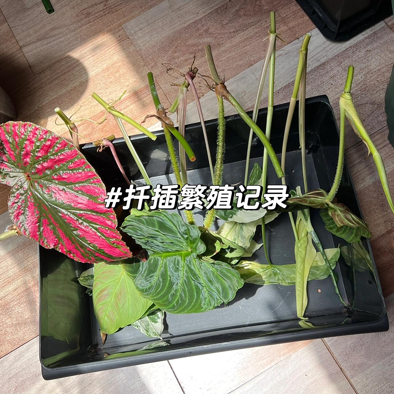 合果芋的扦插繁殖图片