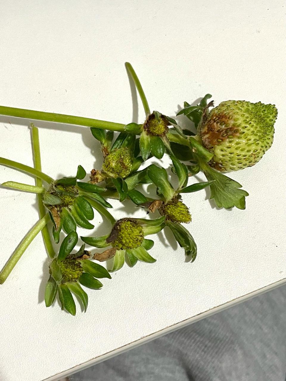 草莓为啥突然都烂果了 草莓花蒂都腐烂了,只能忍痛割爱剪下了,是有