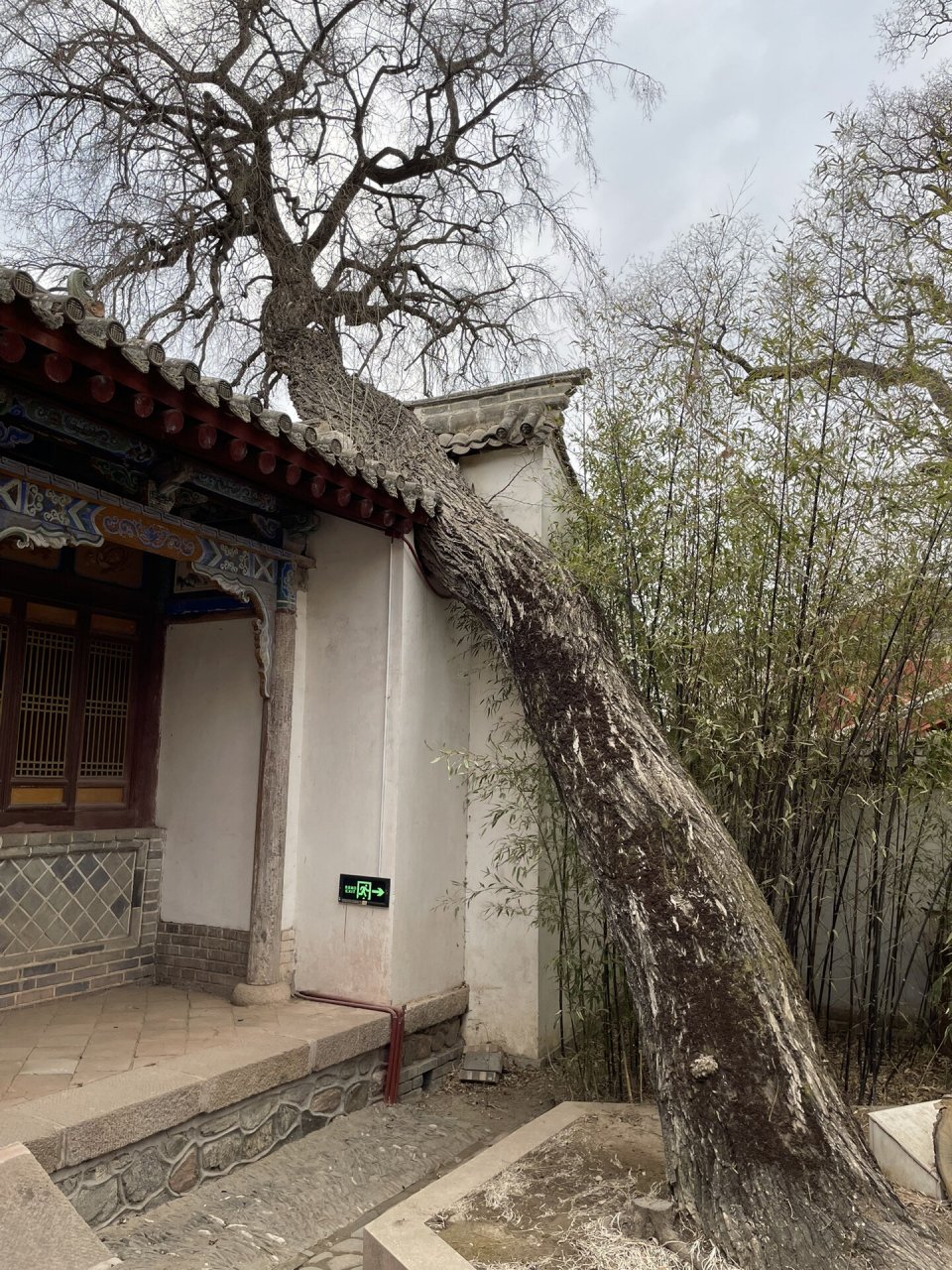 今天聊聊南郭寺.