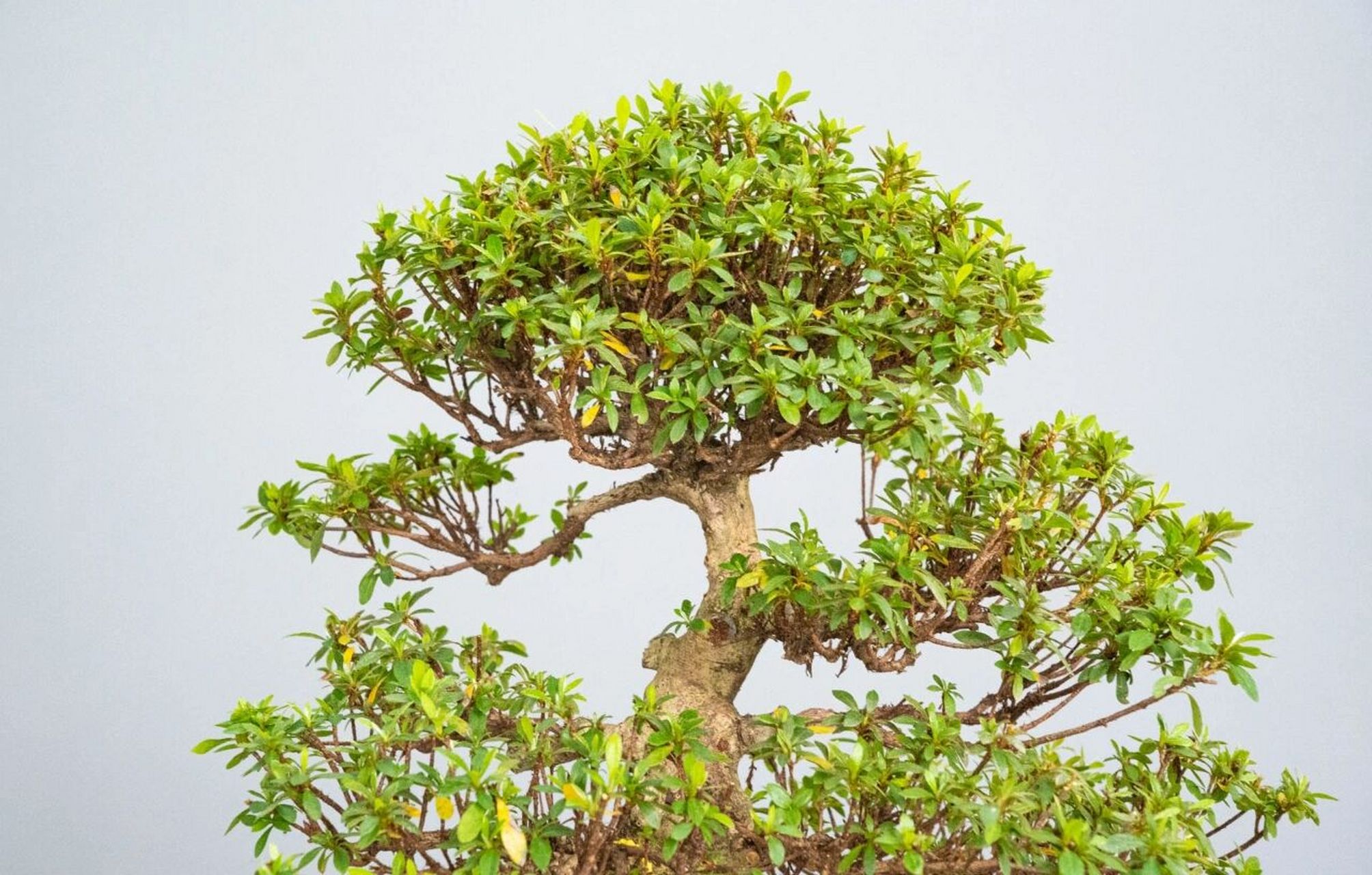 杜鹃    日本皋月杜鹃(幸之华):一棵高品种-幸之华,主杆老成,枝叶茂盛