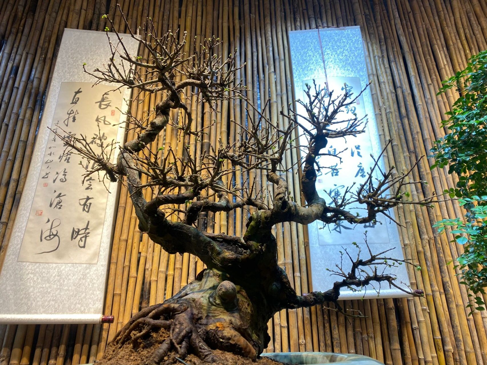 每日植物的养护技巧分享 榆树盆景养护 97榆树 (学名:ulmus pumila