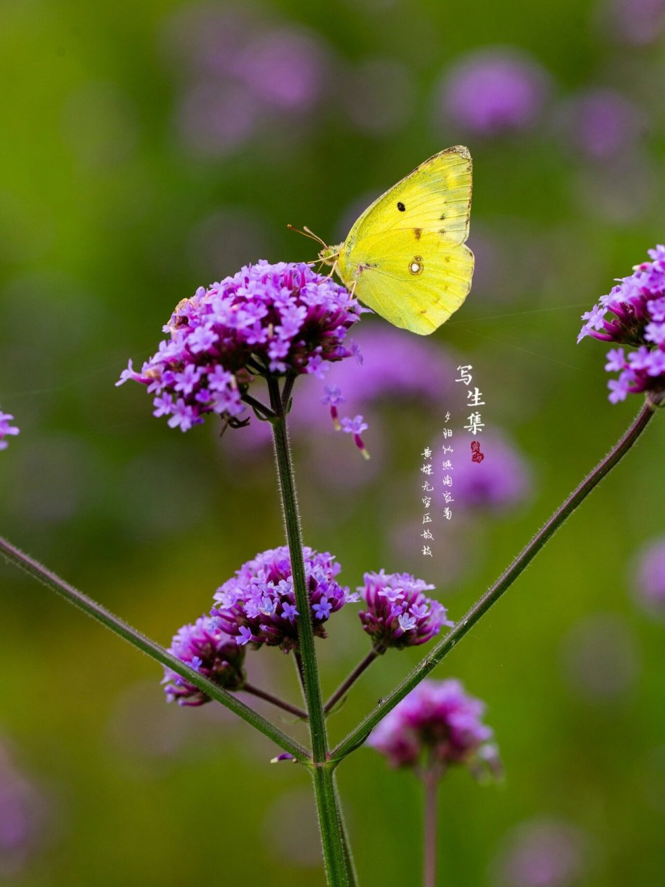 橙黄豆粉蝶 夕阳似照陶家菊, 黄蝶无穷压故枝.