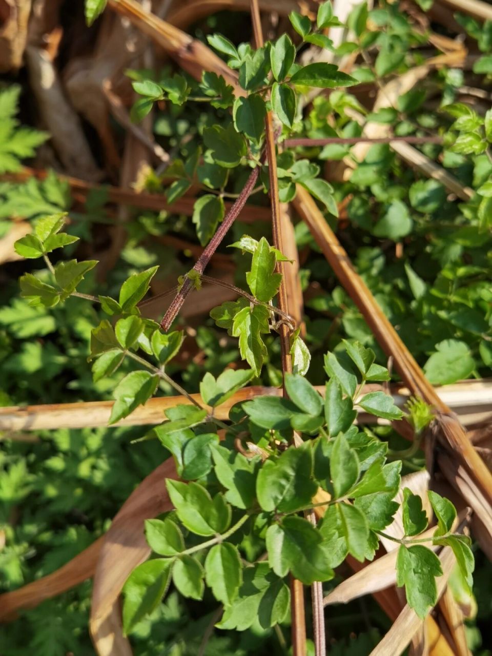 四川野菜藤条图片