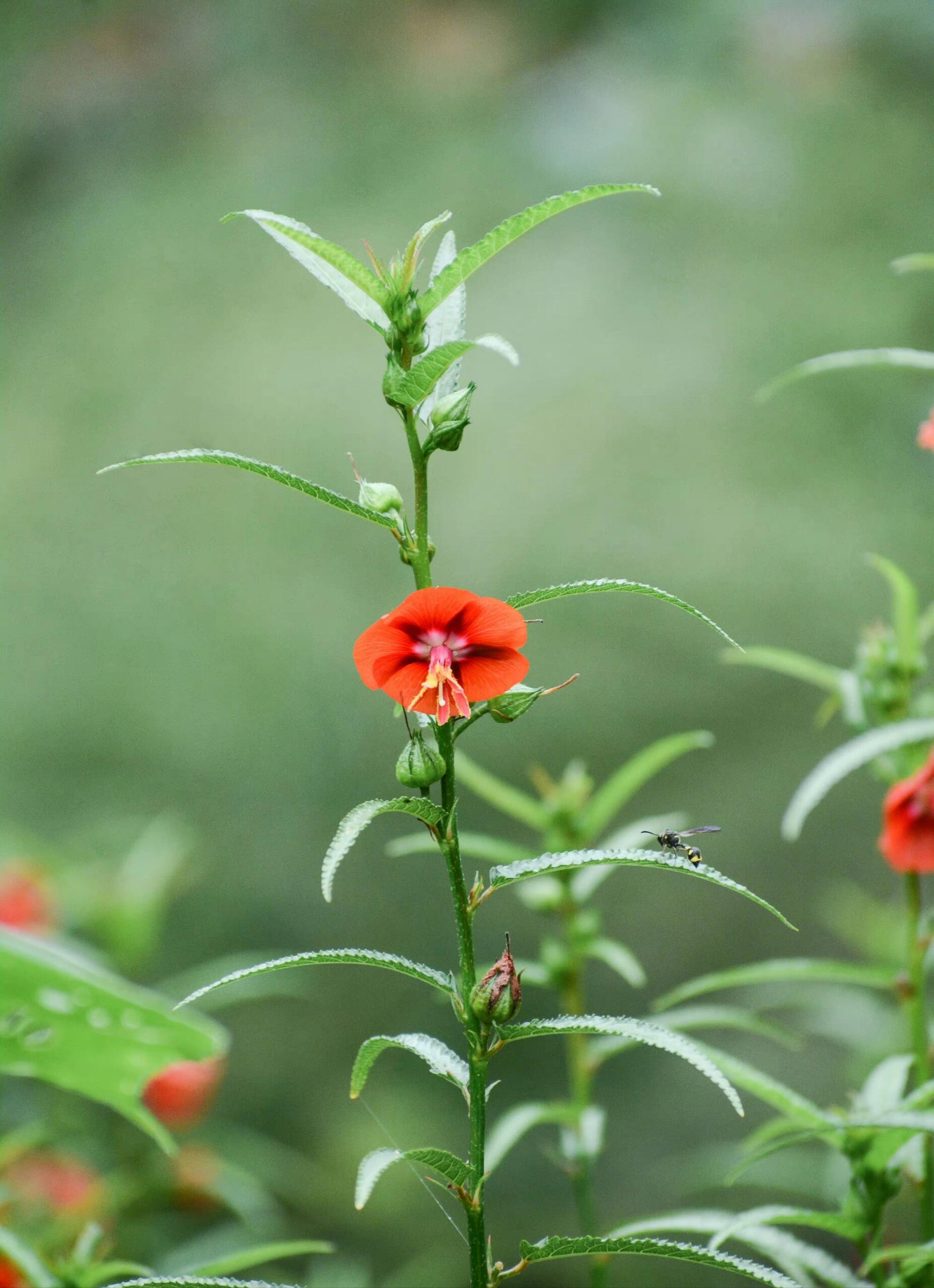 午时花94 转发他人图片03