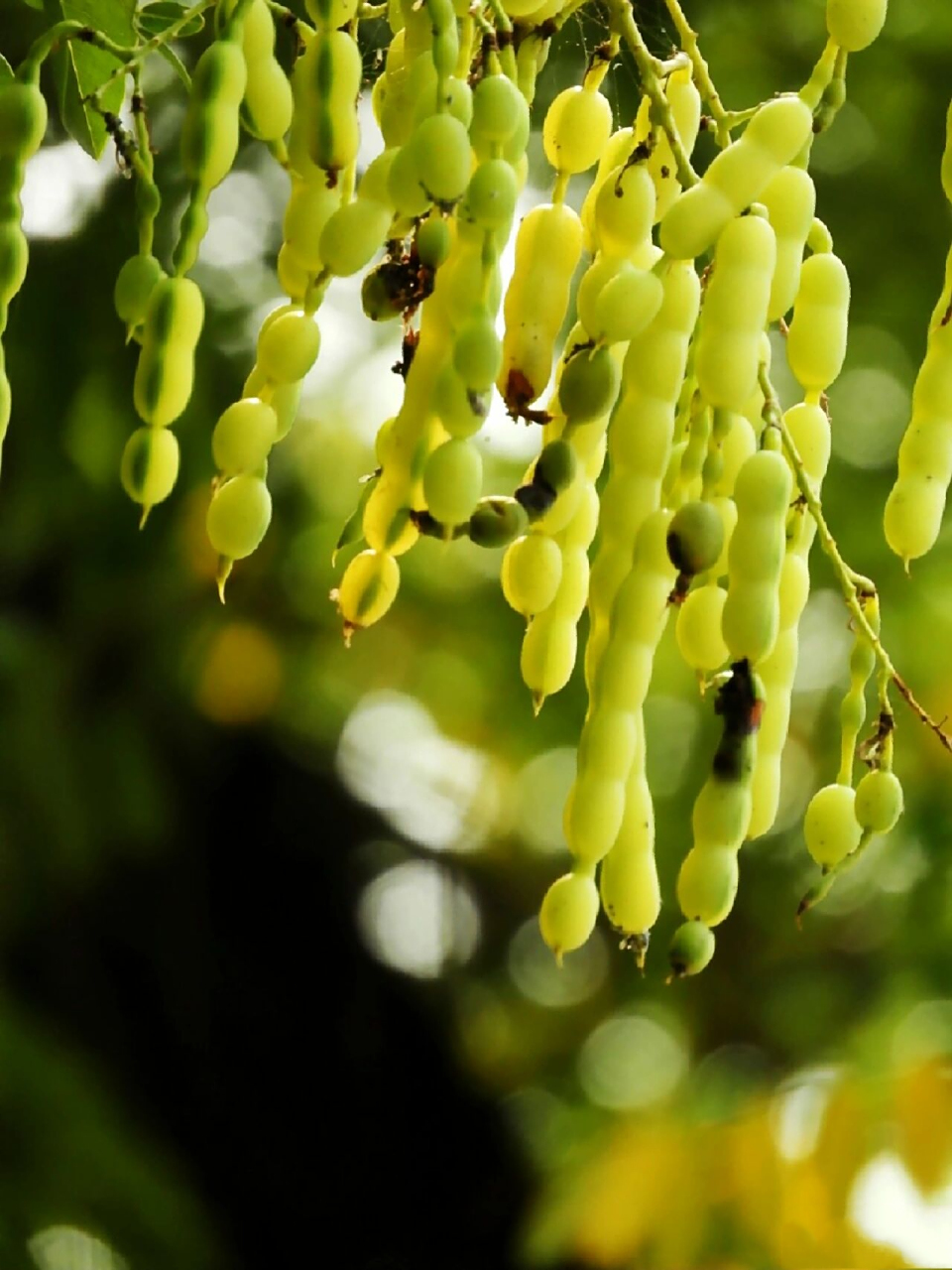 槐角 槐角,国槐的果实,能凉血止血,清肝明目.