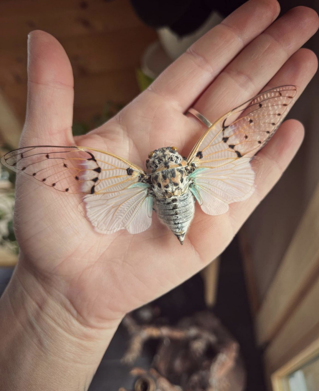 世界上最美蝉之一 也俗称"幽灵蝉""鬼蝉" 拉丁:ayuthia spectabile