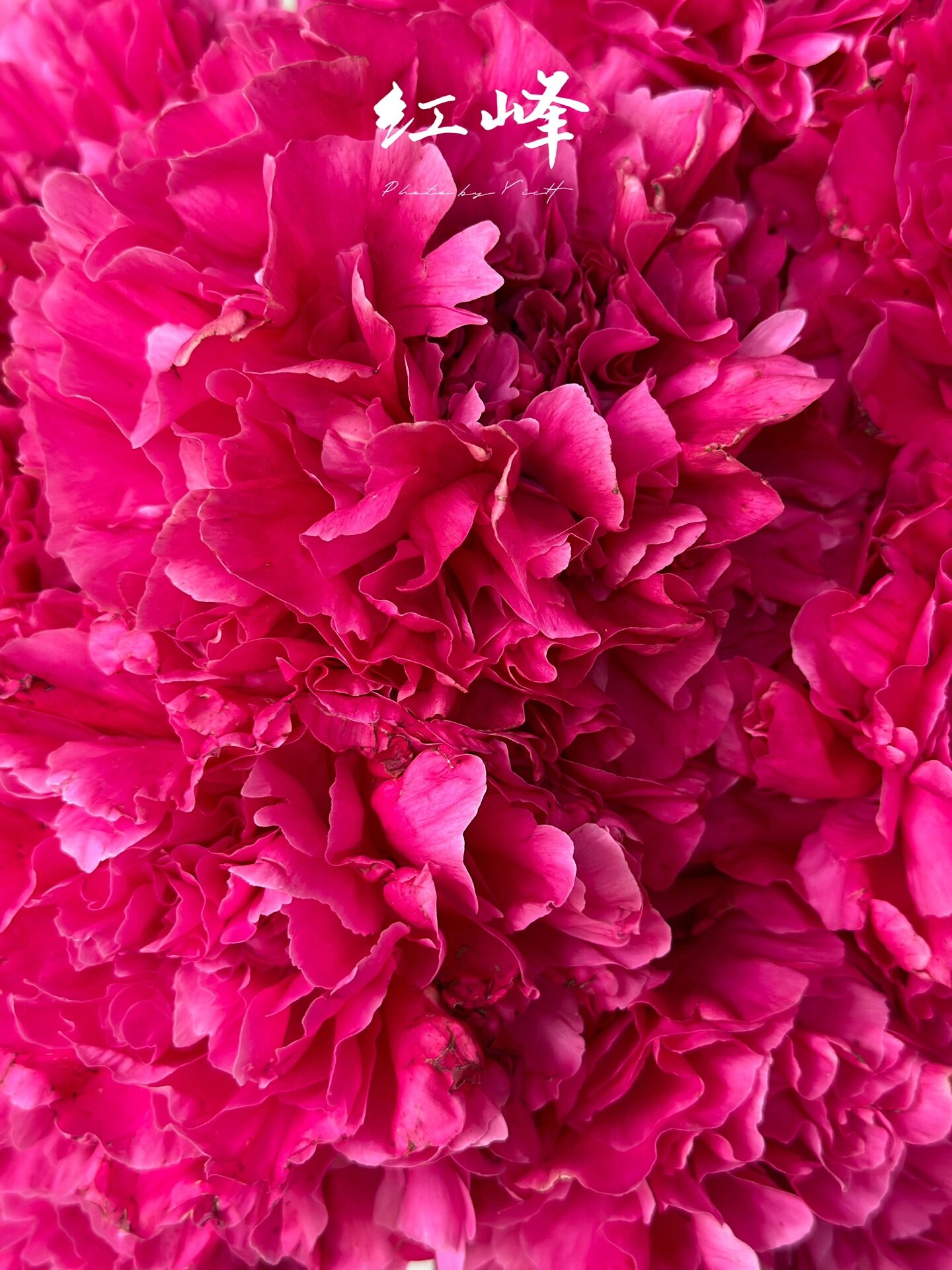 【红峰】国产品种芍药 国产里面的战斗机 花头大开得好 是目前收到的