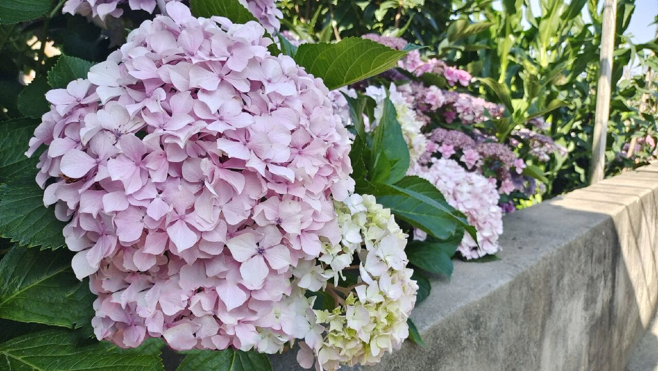 绣球——红粉佳人 经常作为"无尽夏"被不良商家发给买家,实际是本土