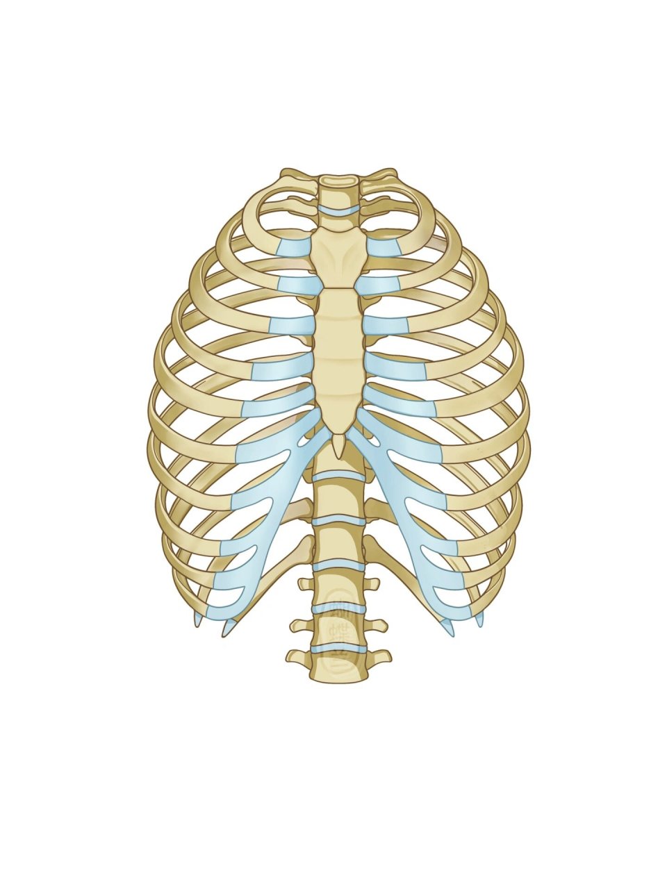 十二对肋骨图图片