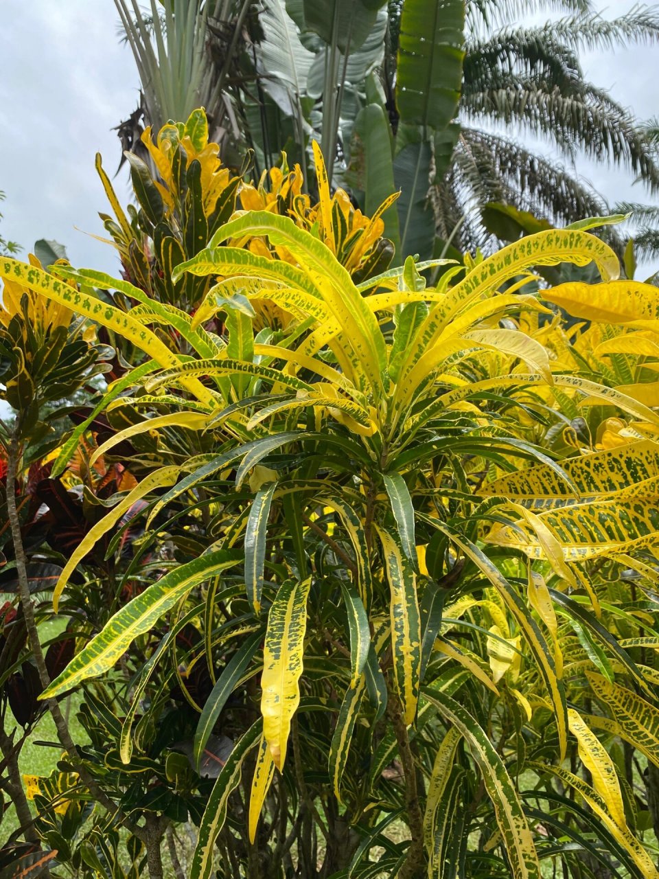 变叶木图片植物图片