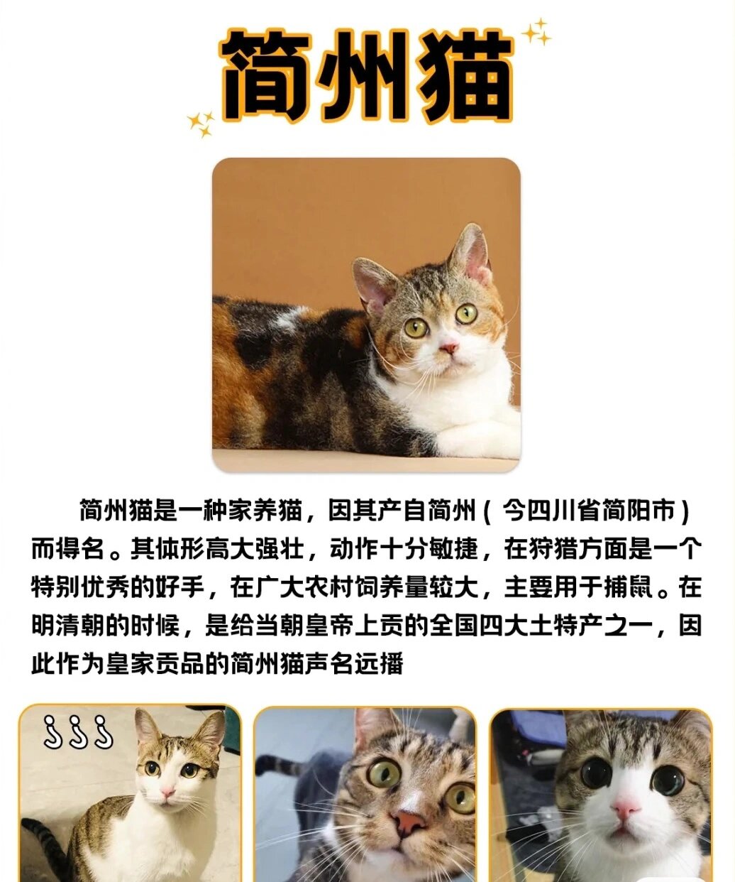四川的主子们在不在,简州猫性格怎么样?