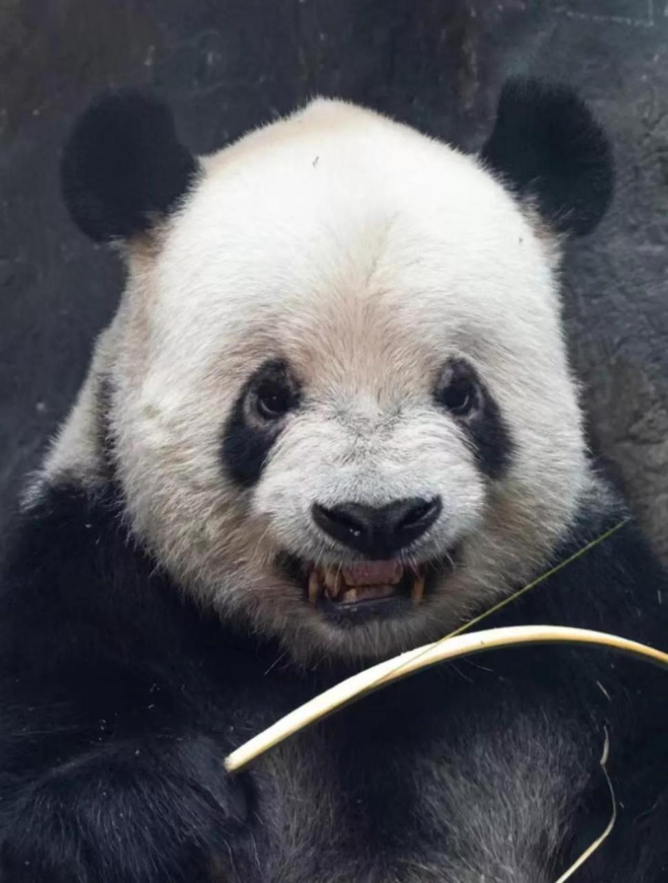 大熊猫萌二最近有点不高兴,因为它最喜欢的黄连奶爸
