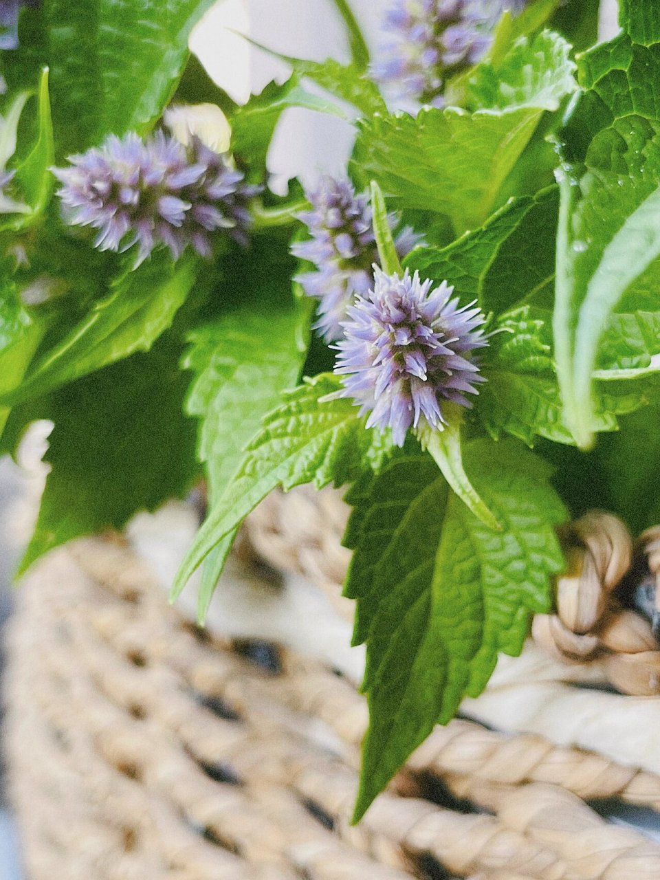 藿香花 香气宜人98