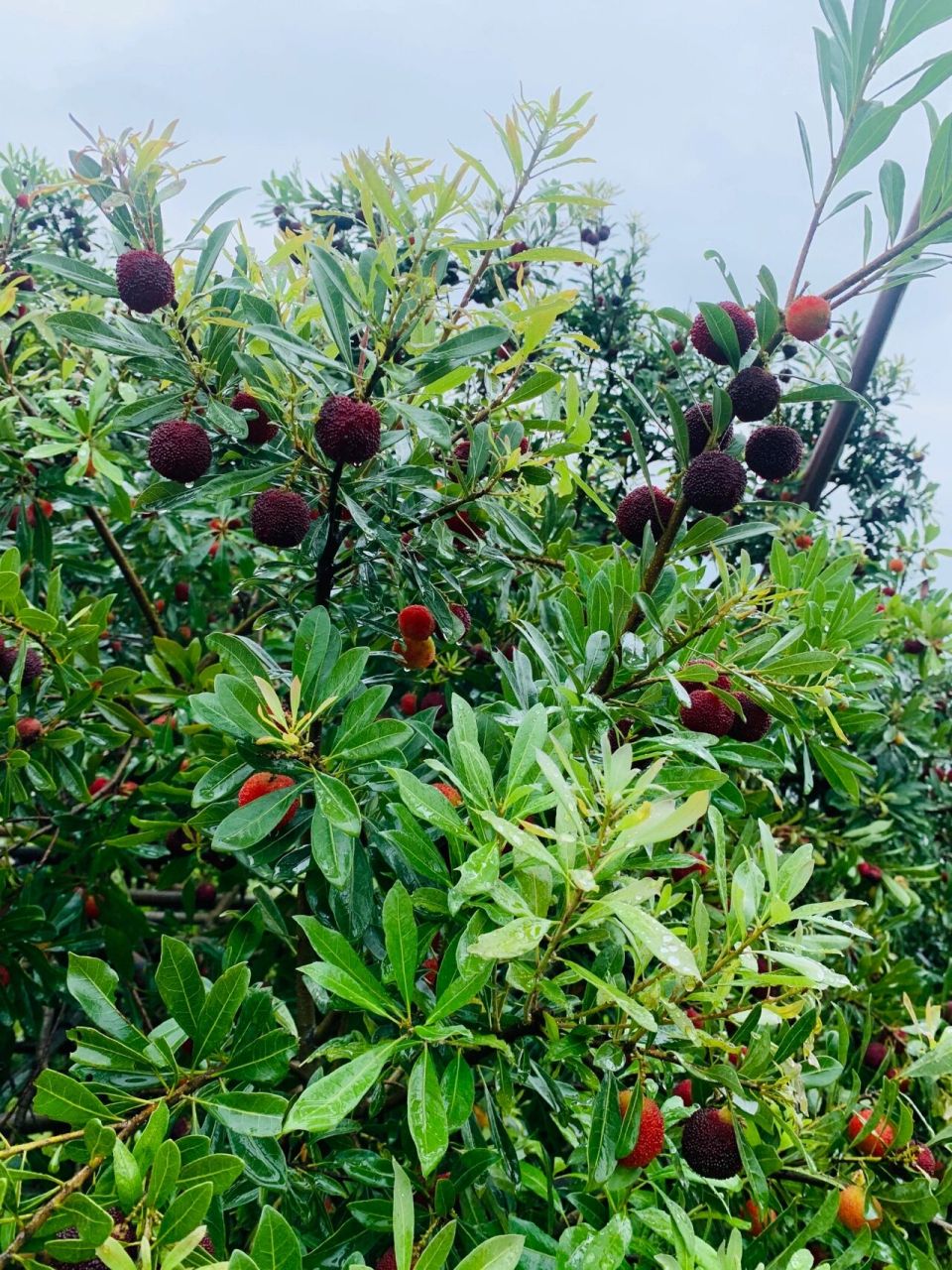 温州茶山杨梅采摘 有要采摘的朋友可以联系哦    联系77v看评论地点