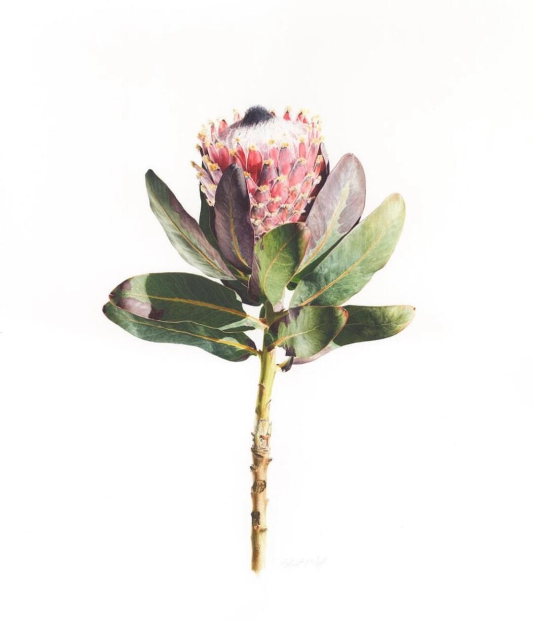 写实水彩帝王花,我第一眼竟然以为是照片