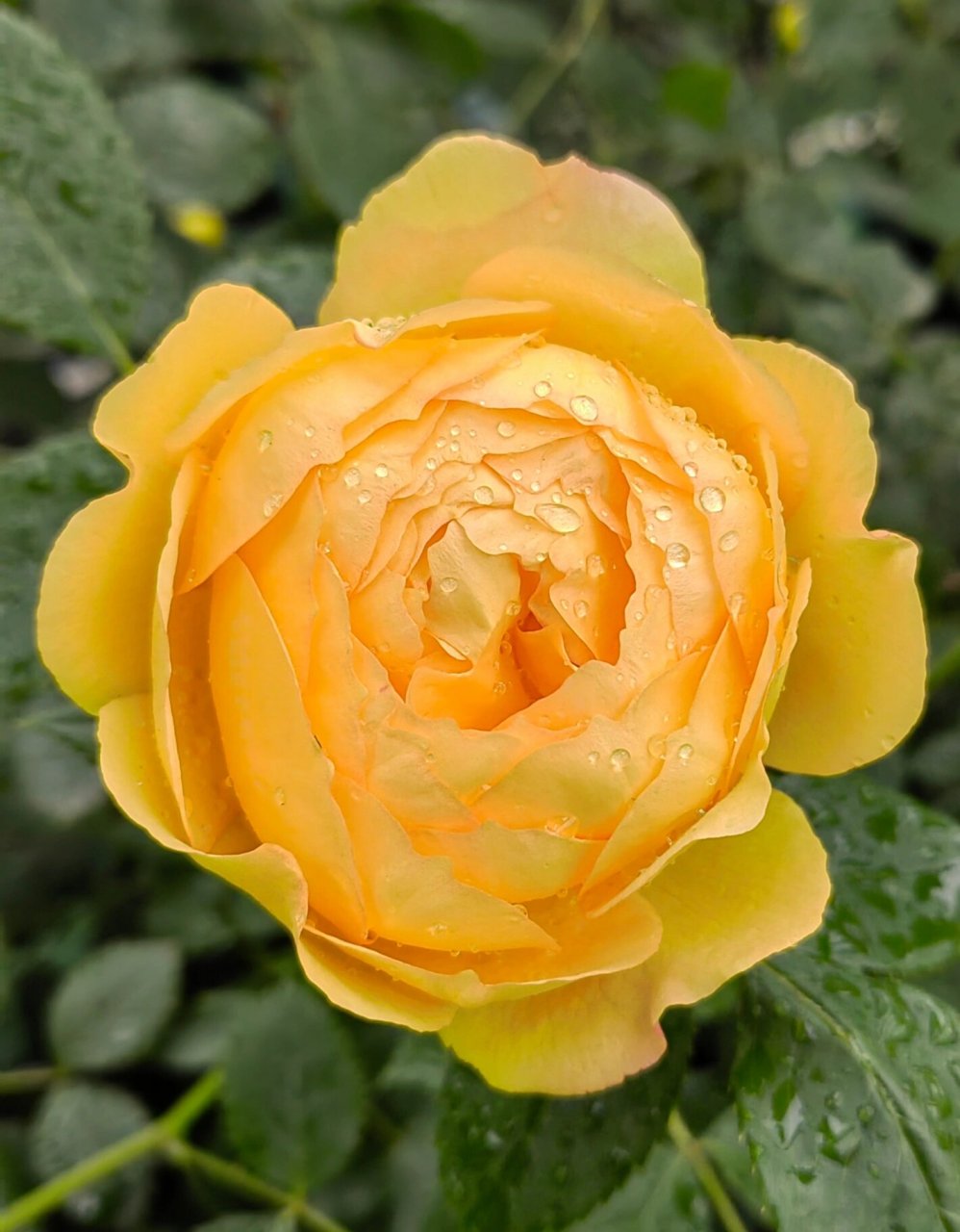 倾慕 月季 据说是夏洛特夫人的芽变品种 夏夫人比较橘色 这个比较明黄