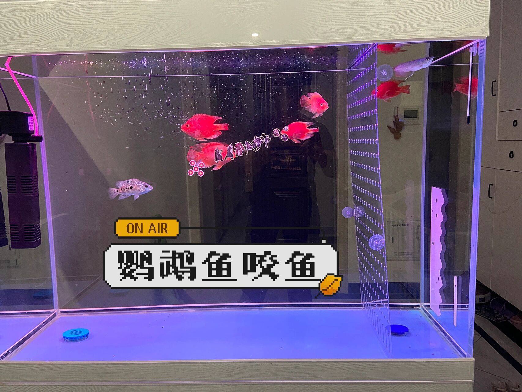 鹦鹉鱼适合混养什么鱼呢!