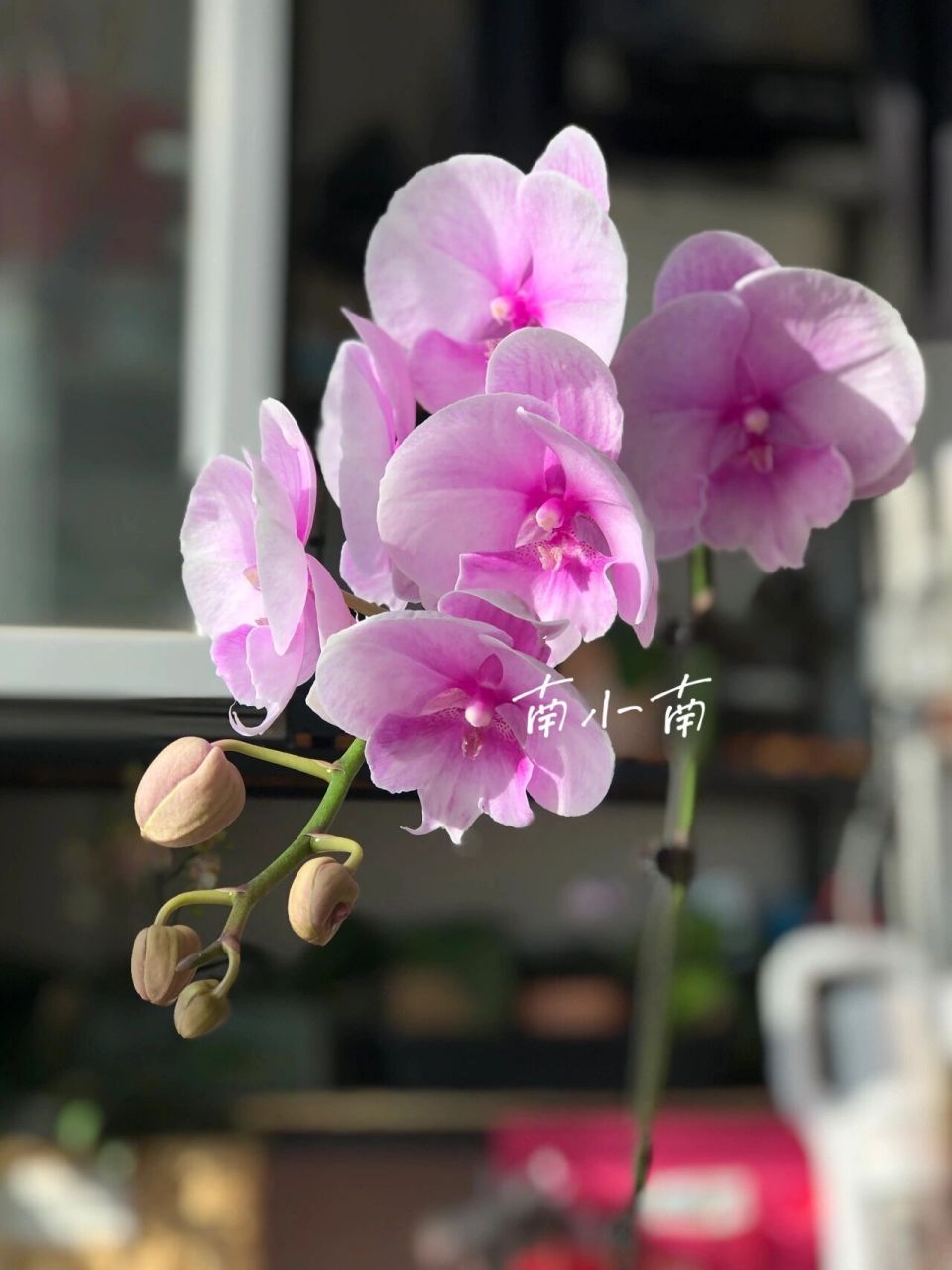 粉色蝴蝶兰的气味图片