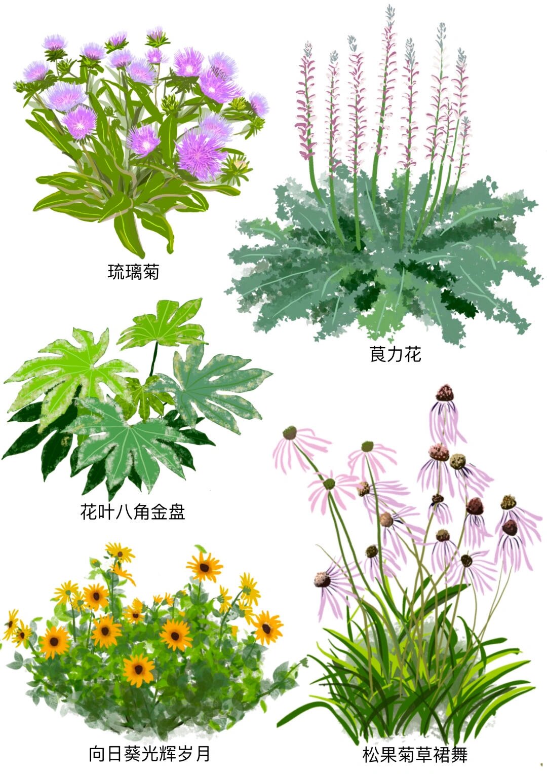 花镜植物手绘素材练习procreate