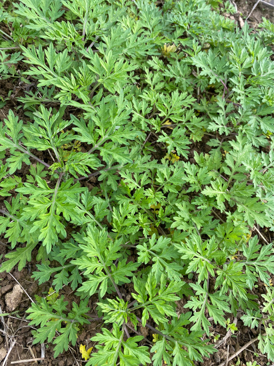 那个是艾草,那个艾蒿,臭蒿?