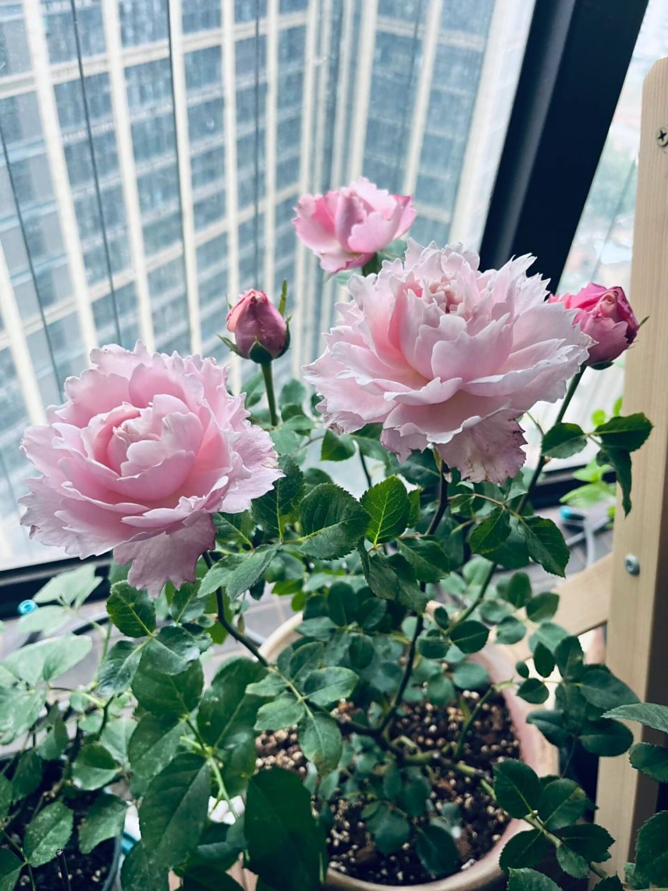 这居然也是月季,索菲罗莎 锯齿状的花瓣,厚实润泽,层数很多,仙气飘飘